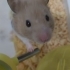 Sahiplendirelecek hamster fotoğraf