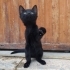 İnsan canlısı, çok sevecen minik kız fotoğraf