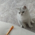 Merhaba 3 yıldır baktığım kedimi sahiplendirmek zorunda kaldım yuva arıyorum fotoğraf