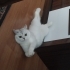 Merhaba 3 yıldır baktığım kedimi sahiplendirmek zorunda kaldım yuva arıyorum fotoğraf