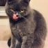Tek kedi olarak yaşayabileceğim yuvamı arıyorum. fotoğraf