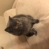Tek kedi olarak yaşayabileceğim yuvamı arıyorum. fotoğraf