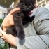 2 aylık tüylü siyah kedi fotoğraf