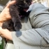 2 aylık tüylü siyah kedi fotoğraf