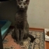 SOKAĞA DÖNEMEZ, ACİL YUVA KISIR fotoğraf