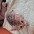 1,5 aylık tekir kedi yuva arıyor fotoğraf