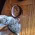 1,5 aylık tekir kedi yuva arıyor fotoğraf