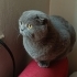 Kucağa gelen, kendini sevdiren oyuncu kedi fotoğraf