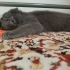 Kucağa gelen, kendini sevdiren oyuncu kedi fotoğraf