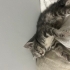 Gri yavru sevimli can dostumuza ömürlük yuva fotoğraf