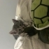 Gri yavru sevimli can dostumuza ömürlük yuva fotoğraf