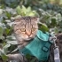 Ücretsiz 1,5 Yaşında Scottish Fold fotoğraf