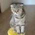 Ücretsiz 1,5 Yaşında Scottish Fold fotoğraf