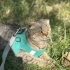 Ücretsiz 1,5 Yaşında Scottish Fold fotoğraf