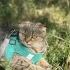 Ücretsiz 1,5 Yaşında Scottish Fold fotoğraf