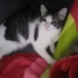 Siyah beyaz tekir kedi fotoğraf