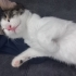 Siyah beyaz tekir kedi fotoğraf