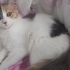 İlgi manyağı sevimli dişi kedi fotoğraf
