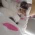 İlgi manyağı sevimli dişi kedi fotoğraf