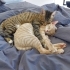 Tüm Akıllı Ekipmanlarıyla Birlikte İki Kardeş: Mia ve Papyon fotoğraf