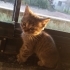 2 tane tekir yavru kedi fotoğraf