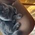 Çok sakin ve kucak sever kısır erkek kedi fotoğraf