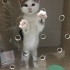 ALERJİ BAHANESİYLE GERİ GÖNDERİLDİ fotoğraf