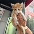 Lokum iç dış parazitleri yapıldı fotoğraf