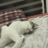 Sevgi dolu ve çok uysal 5 yaşında tekir erkek kedi fotoğraf