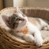 Calico minik prenses fotoğraf