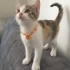 Calico minik prenses fotoğraf