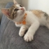 Calico minik prenses fotoğraf
