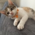 Calico minik prenses fotoğraf