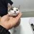 Kaza sonrası tek bacağı ampüte edildi fotoğraf