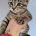 KEDİNİZ KUCAĞINIZA GELMİYOR MU, BU İLAN TAM SİZE GÖRE fotoğraf