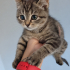 KEDİNİZ KUCAĞINIZA GELMİYOR MU, BU İLAN TAM SİZE GÖRE fotoğraf