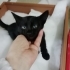 Minik prensimiz ömürlük yuvasını arıyor fotoğraf