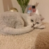 AŞILI, ÇİPLİ,  KARNELİ SCOTTISH FOLD..!! fotoğraf