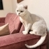 AŞILI, ÇİPLİ,  KARNELİ SCOTTISH FOLD..!! fotoğraf