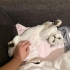 AŞILI, ÇİPLİ,  KARNELİ SCOTTISH FOLD..!! fotoğraf