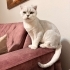 AŞILI, ÇİPLİ,  KARNELİ SCOTTISH FOLD..!! fotoğraf