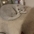 AŞILI, ÇİPLİ,  KARNELİ SCOTTISH FOLD..!! fotoğraf