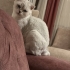 AŞILI, ÇİPLİ,  KARNELİ SCOTTISH FOLD..!! fotoğraf