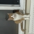 İlgi seven yavru kedi fotoğraf
