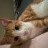 İlgi seven yavru kedi fotoğraf