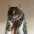 Ömürlük  ve vıcdanlı bir yuva fotoğraf