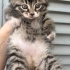 Melez kedi kendisini çok sevdirir insan canlısı fotoğraf