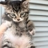 Melez kedi kendisini çok sevdirir insan canlısı fotoğraf