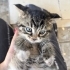 Melez kedi kendisini çok sevdirir insan canlısı fotoğraf