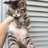 Melez kedi kendisini çok sevdirir insan canlısı fotoğraf